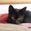 【昆虫注意：全部知ってたら田舎育ち】ワイの昆虫写真15選！幾つ見た事ありますか？
