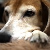 犬って可愛いなぁとしみじみ思える動画2本叱られる時って万国共通ね