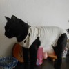 【猫の異物誤飲・誤食による手術と費用】嘔吐に注意！事故前と事故後の術後服着用時の様子
