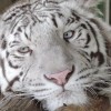 【しろとり動物園「アクセスと周辺観光情報付き」レビュー】東かがわ市観光前に読みたい記事やで！